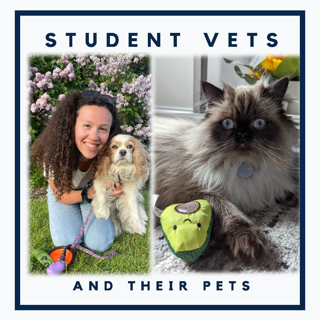 Nina Pasquini - Vets and Pets