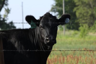 Black cow behind fence