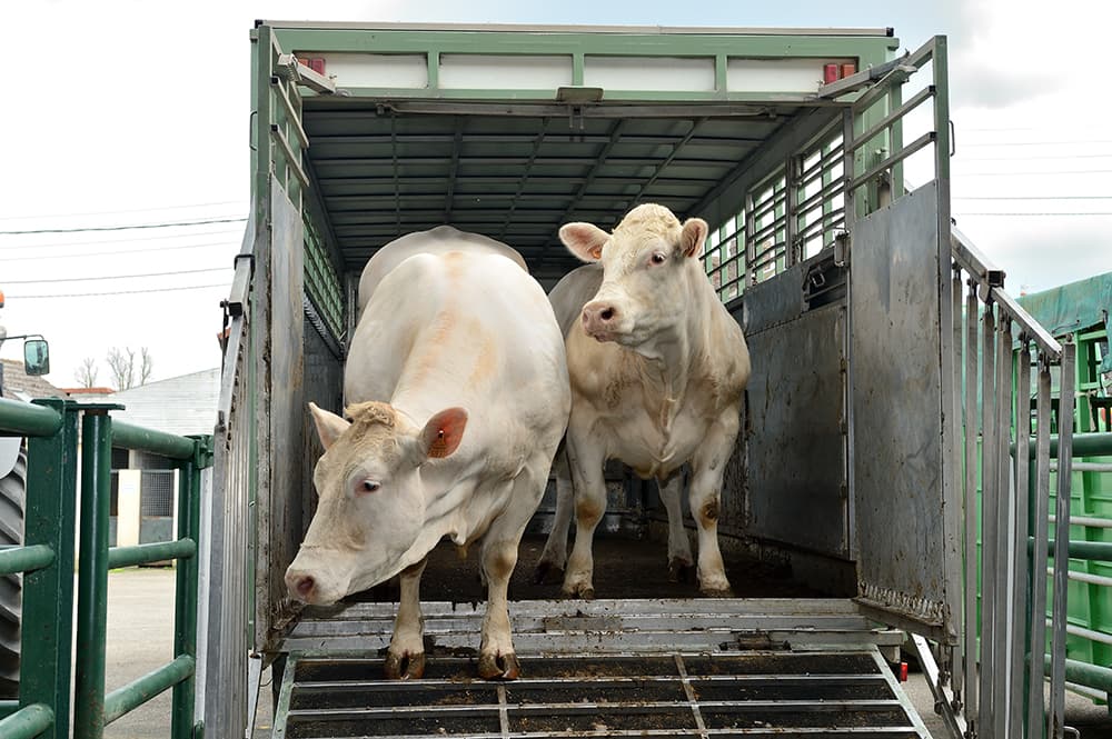cattle in transport truck