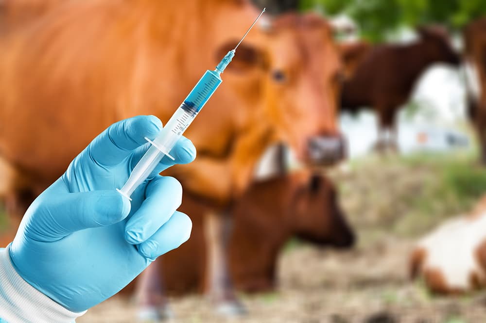 Syringe in gloved hand in front of cattle