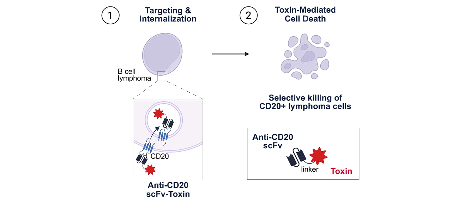 Immunotoxin
