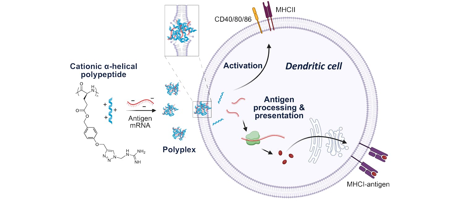 Polyplex