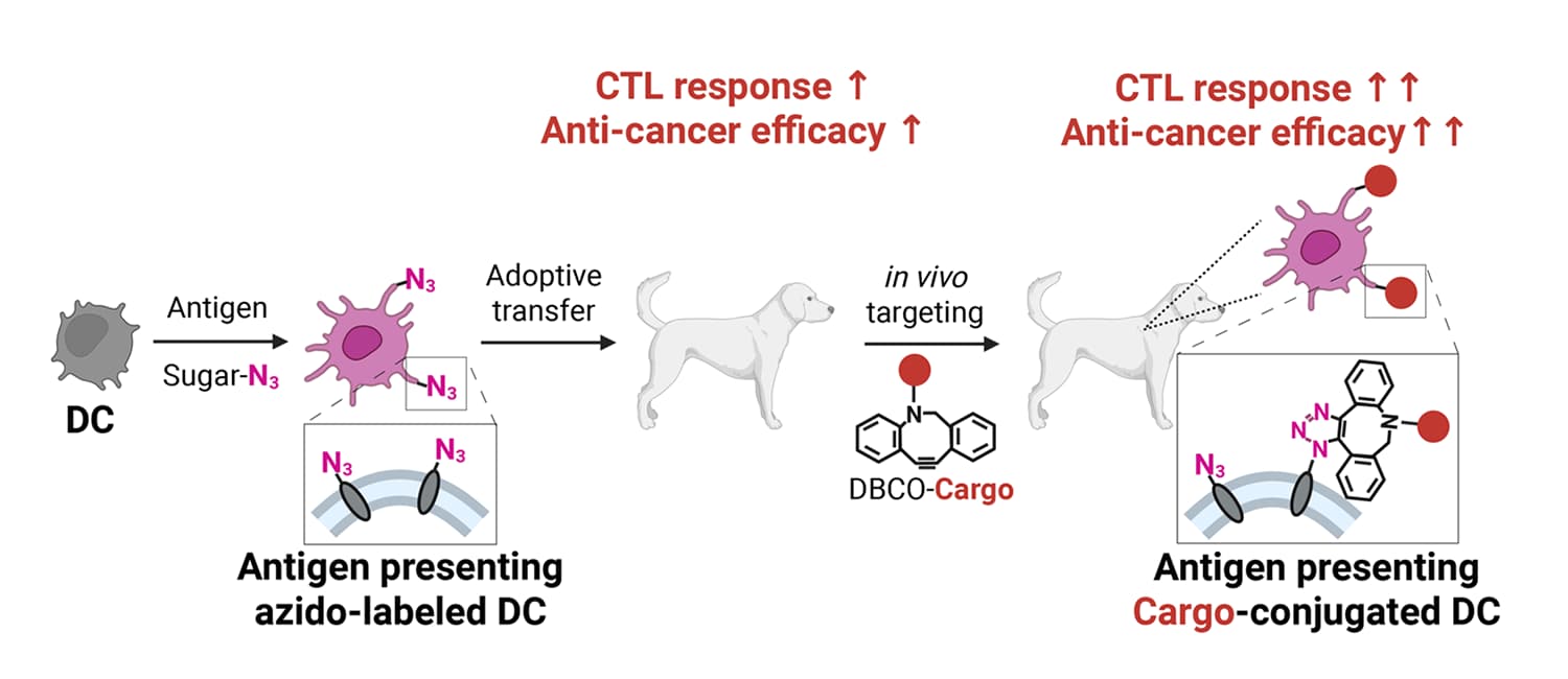 Metabolic labeling and targeting of dendritic cells (DCs) for enhanced DC vaccines.