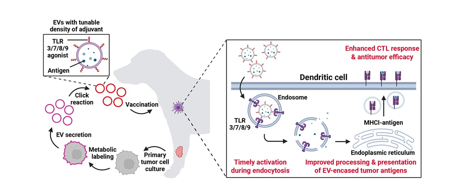 (EV) therapeutic cancer vaccine