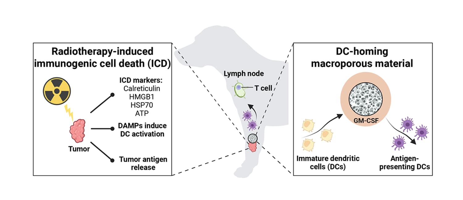Integrating stereotactic body radiation therapy (SBRT) and dendritic cell (DC)-homing material for the development of an in situ cancer vaccine platform.