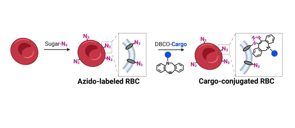 Stabilized Rbc Cell Research | Berry Discovery Lab | College of Veterinary Medicine | Illinois