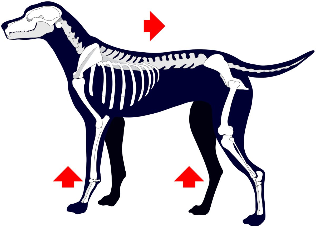 Orthopedic Exam – All-in-One Ortho-online