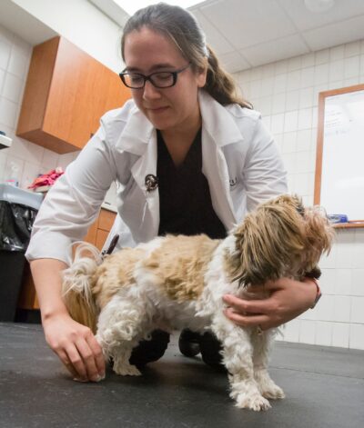 Neurological exam on small dog
