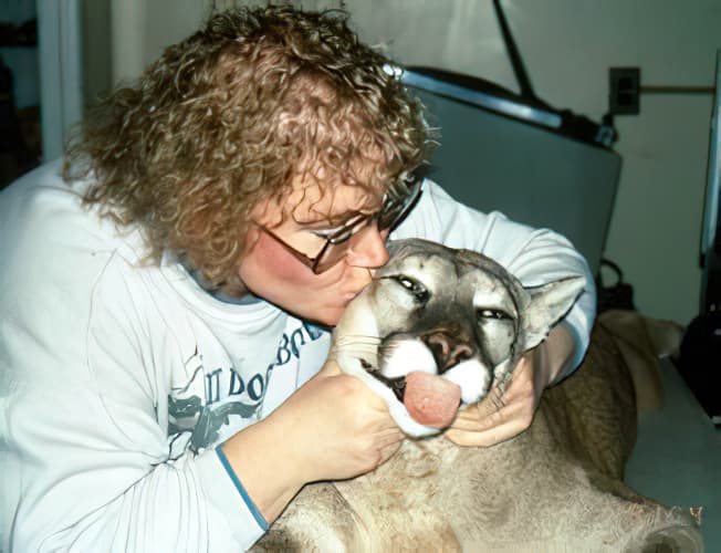 case 11: Cougar receiving a kiss from caretaker while sedated