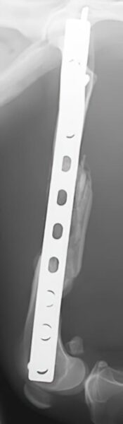 case 14: 12-week post-op radiograph left lateral view