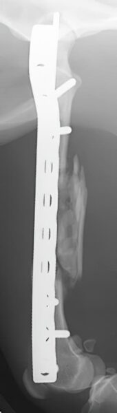 case 14: 6-week post-op radiograph left lateral view