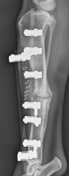 case 16: 7-week post-op radiograph lateral view