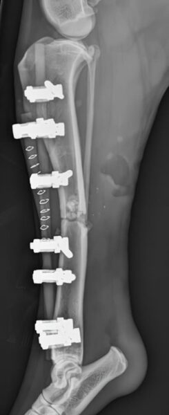 case 16: Post-op radiograph lateral view