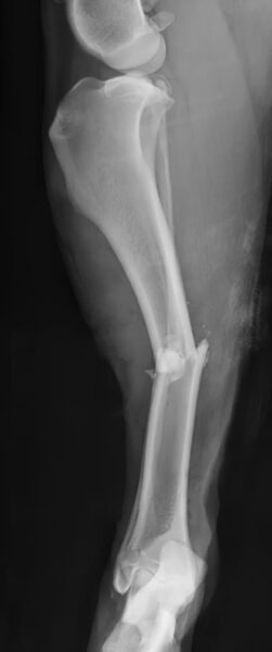 case 16: Pre-op radiograph lateral view