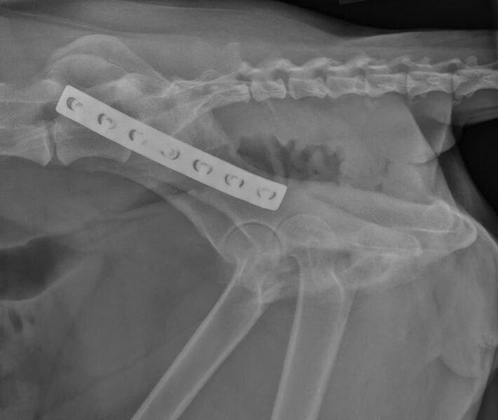 case 18: 6-week followup radiograph lateral view