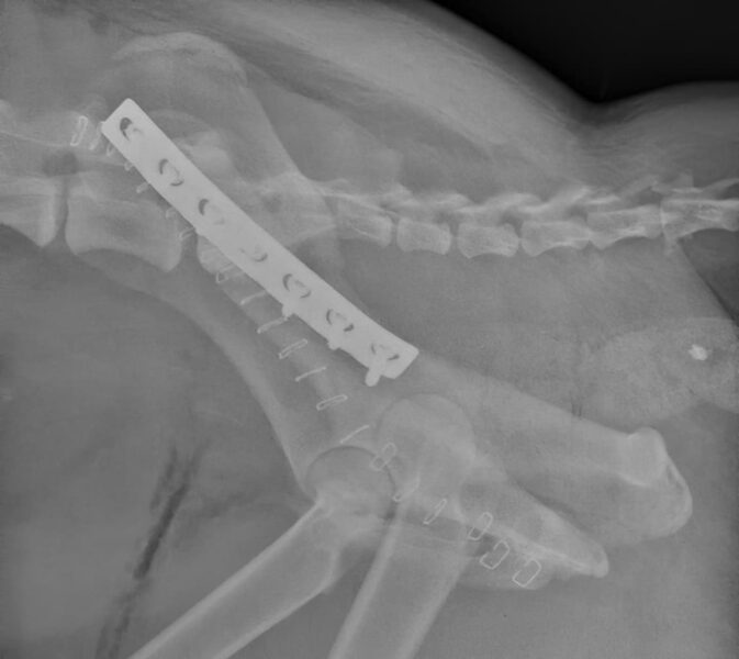 case 18: Post-op radiograph lateral view