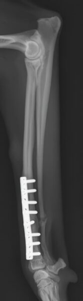 case 19: 10-week followup radiograph lateral view