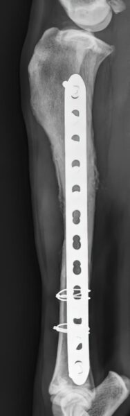 case 20: 12-week followup radiograph lateral view