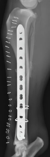 case 20: Post-op radiograph lateral view