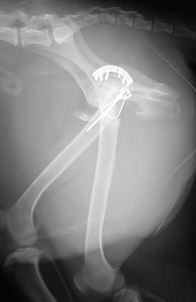 case 24: Post-op radiograph lateral view