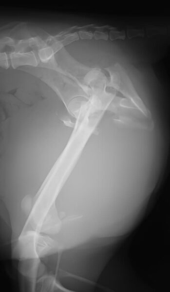 case 24: Pre-op radiograph lateral view