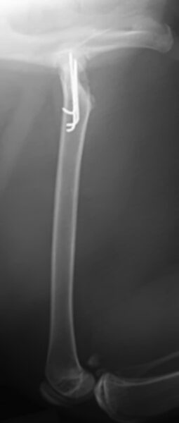 case 25: 6 week followup radiograph lateral view