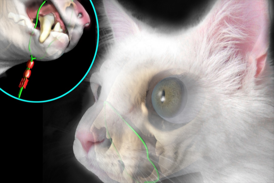 Feline Oral Surgery