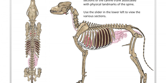 Canine Anatomy 1