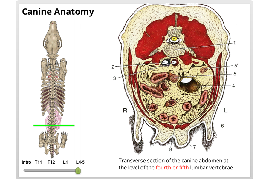 Canine Anatomy 3
