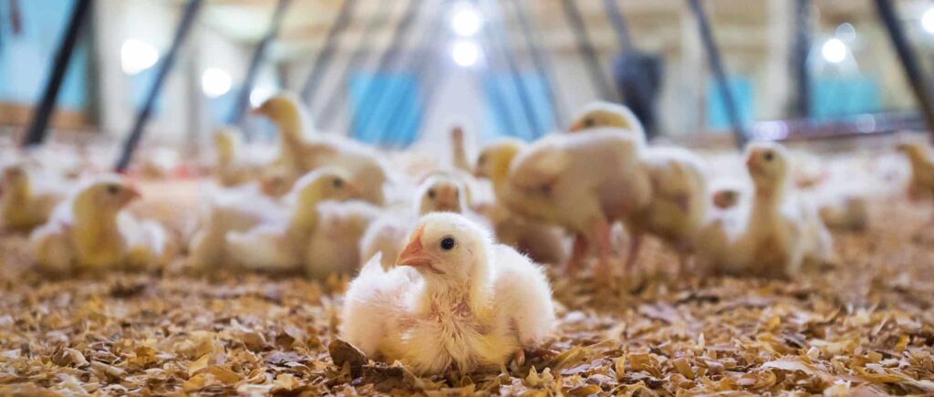 Young fowl setting on the floor of their pen.