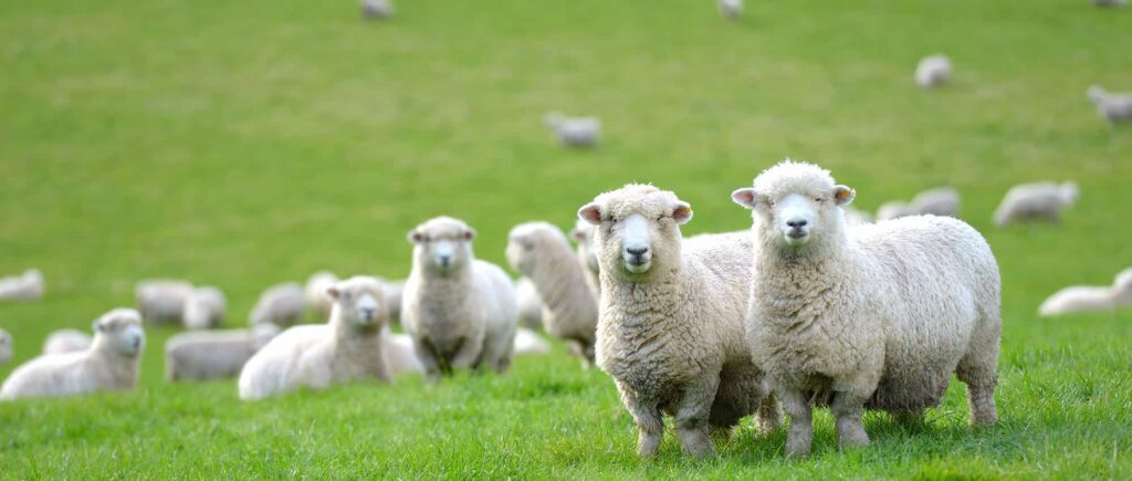 Sheep on a green pasture