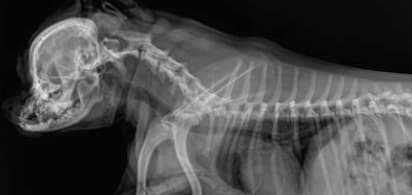 Radiograph Radiograph