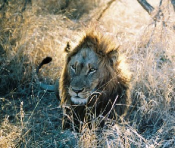 Lion