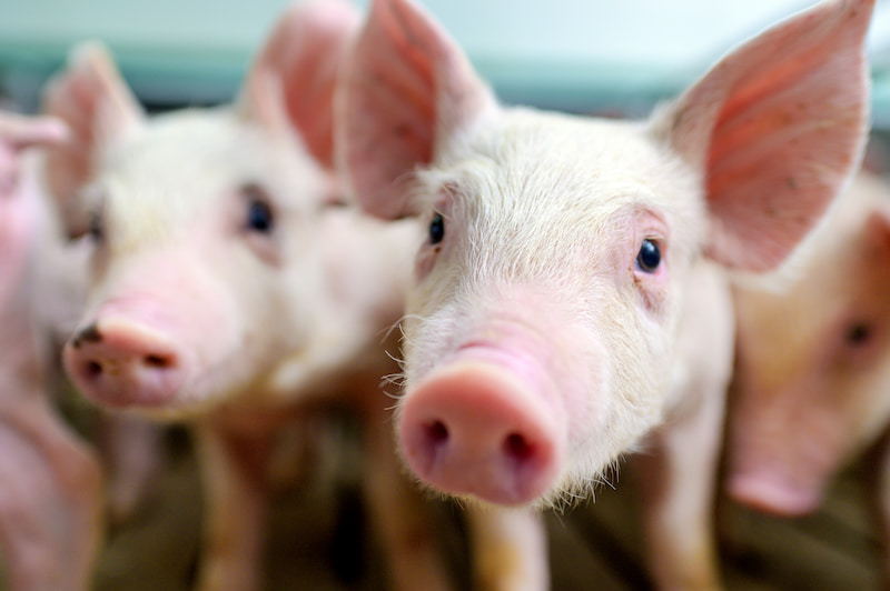 pigs looking at you