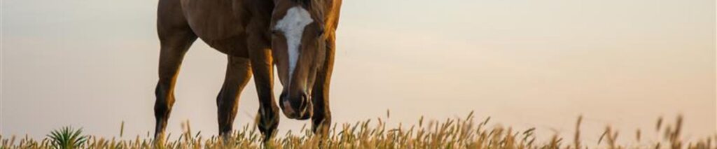 Horse grazing in pasture