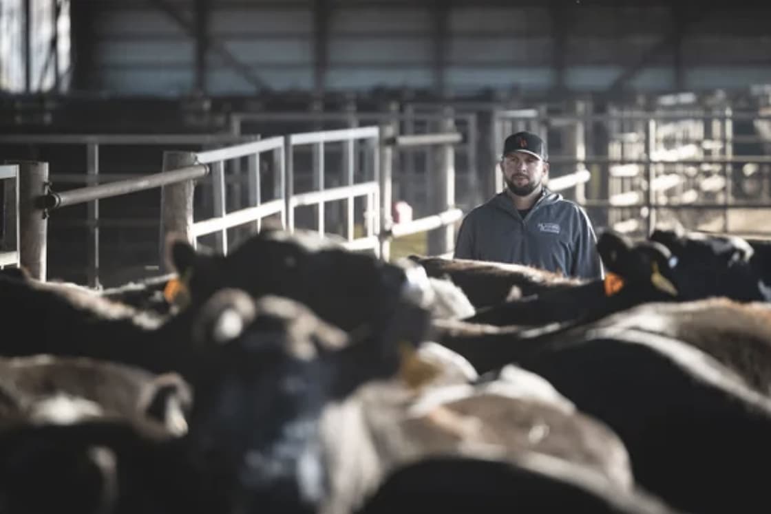 man and cattle inside building