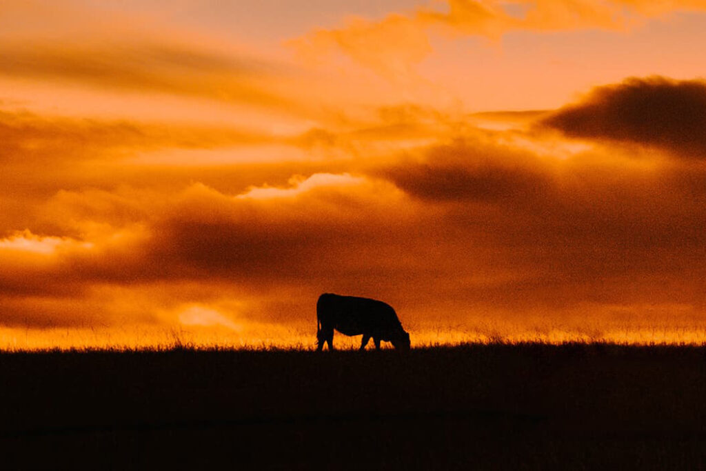 Cow in a field at sunset