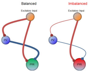 Balanced and imbalanced neural circuits