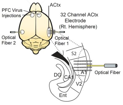 TOP-DOWN REGULATION OF SENSORY PROCESSING