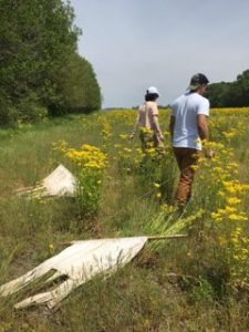 An image depicting I-TICK researchers dragging for ticks in a prairie