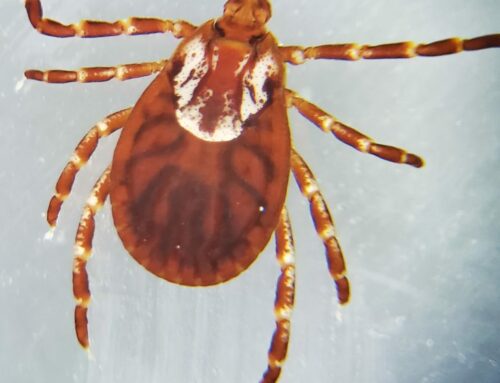 Online Tick Surveillance Training for Local Health Departments