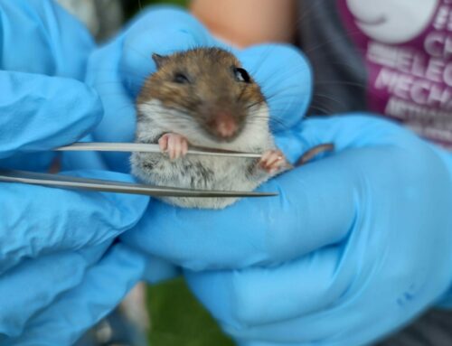Using small mammals to find ticks and tick-borne diseases