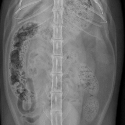 abdomen of a four-year-old Domestic Shorthair