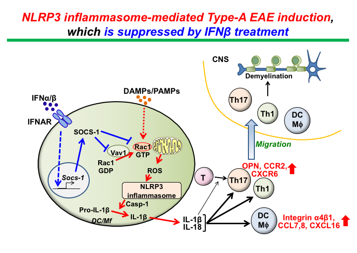 NLRP3 inflammasome-mediated Type-A EAE induction, which is suppressed by IFNbeta treatment