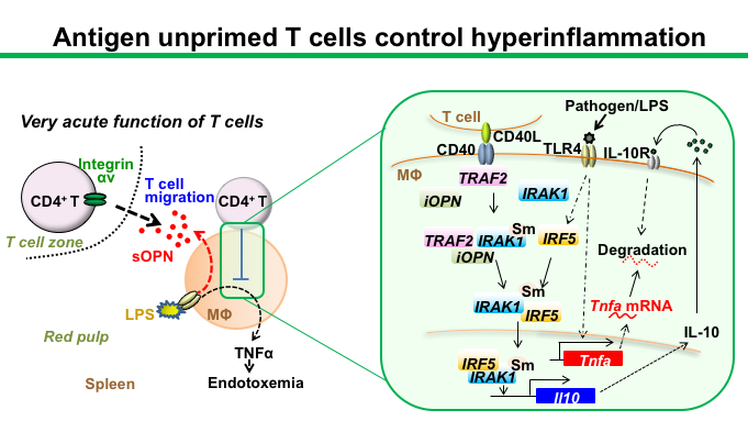 Antigen unprimed T cells control hyper inflammation