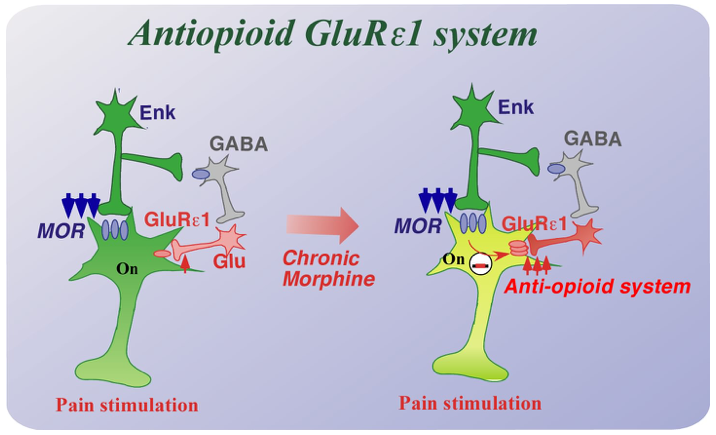Anti-opioid system in opioid tolerance and addiction.