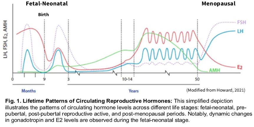 Hormone Patterns