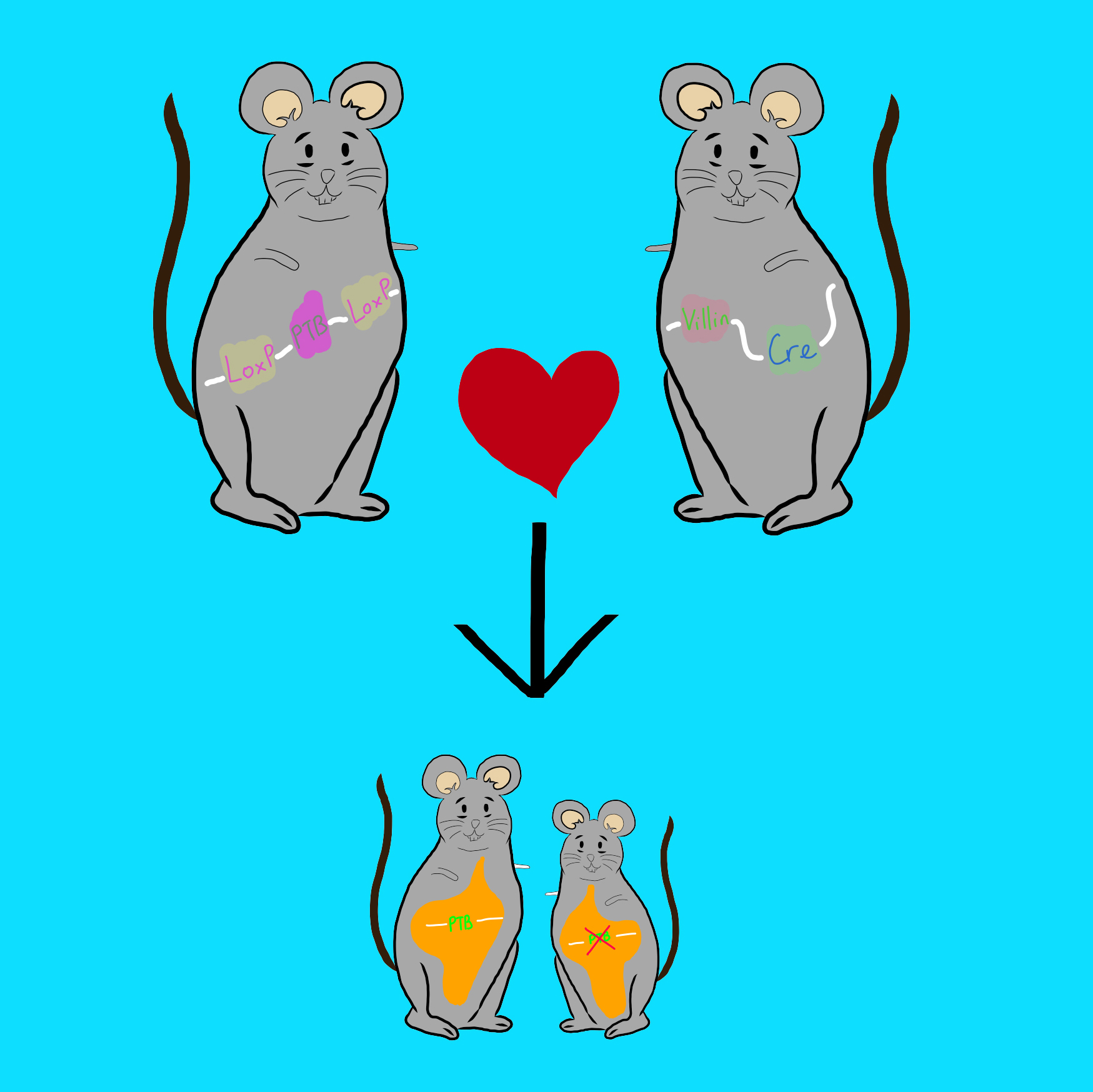 ptb mice sqaure