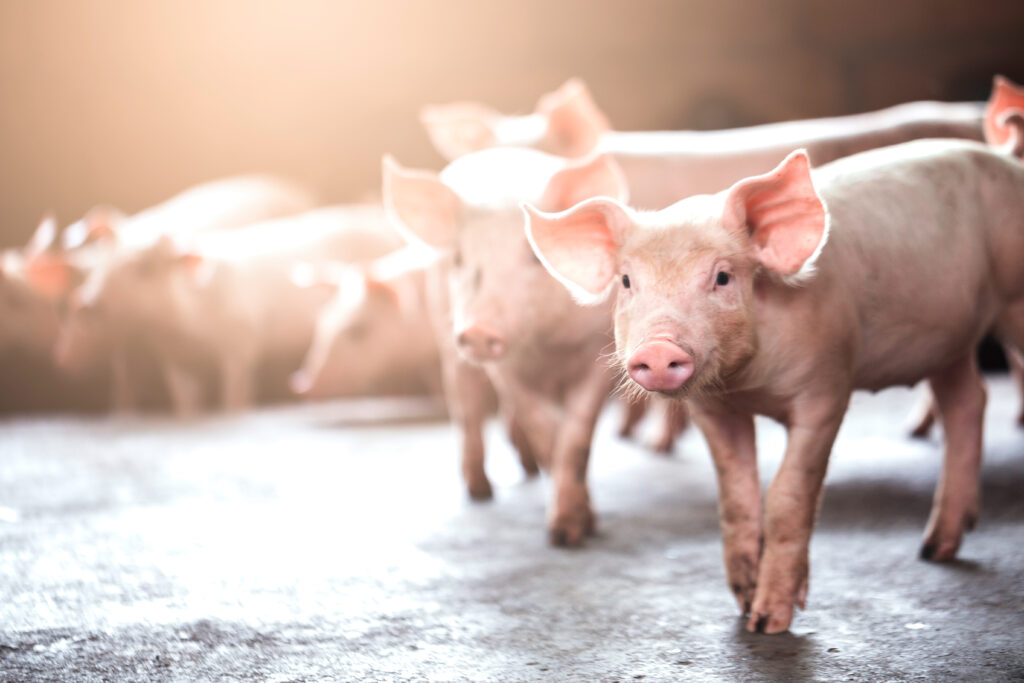 Pig farming industry fattening pigs for consumption of meat, Pork is the food of the world's population.