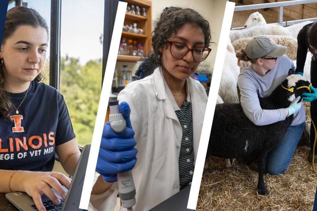 Three images from the MVS program. A student at a computer, a student pi petting in lab and a student learning how to handle sheep at the farm.
